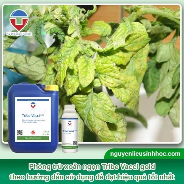 Phòng trừ xoăn ngọn, xoắn lá, sượng trái - Tribe Vacci gold