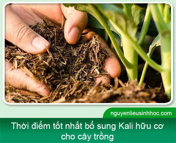 Kali hữu cơ AQ55 Mfruit siêu hấp thụ, lớn trái, trái bóng đẹp