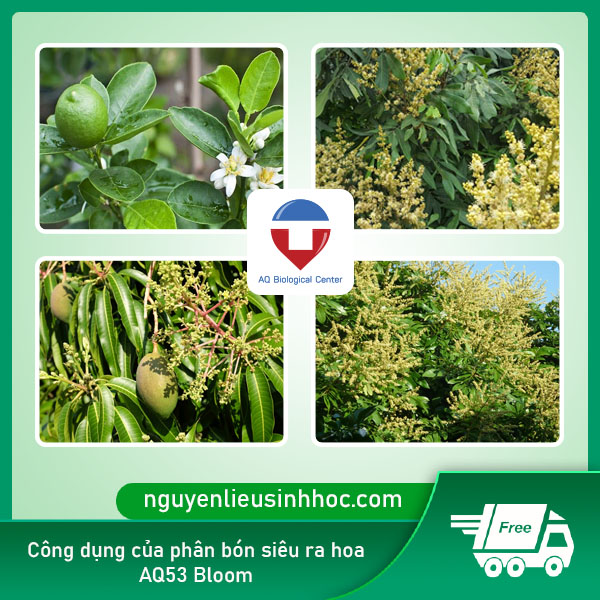 Phân bón siêu ra hoa AQ53 Bloom ra hoa đều, đậu trái to