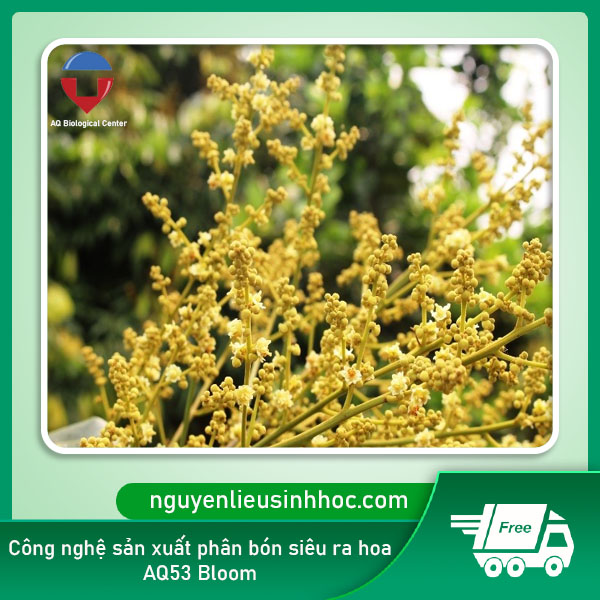 Phân bón siêu ra hoa AQ53 Bloom ra hoa đều, đậu trái to