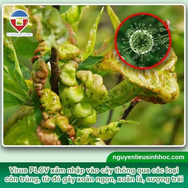 Phòng trừ xoăn ngọn, xoắn lá, sượng trái - Tribe Vacci gold