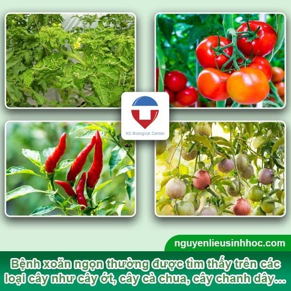 Phòng trừ xoăn ngọn, xoắn lá, sượng trái - Tribe Vacci gold