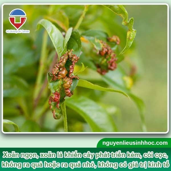 Phòng trừ xoăn ngọn, xoắn lá, sượng trái - Tribe Vacci gold