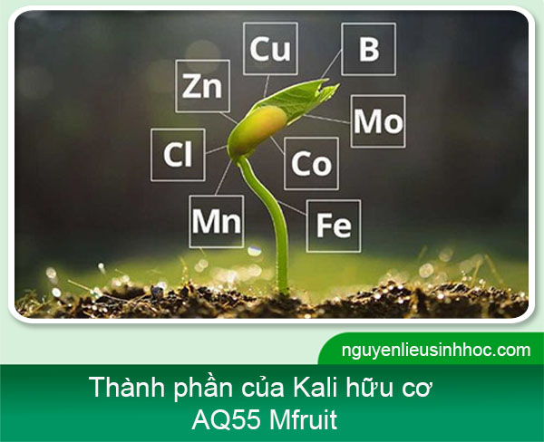 Kali hữu cơ AQ55 Mfruit siêu hấp thụ, lớn trái, trái bóng đẹp