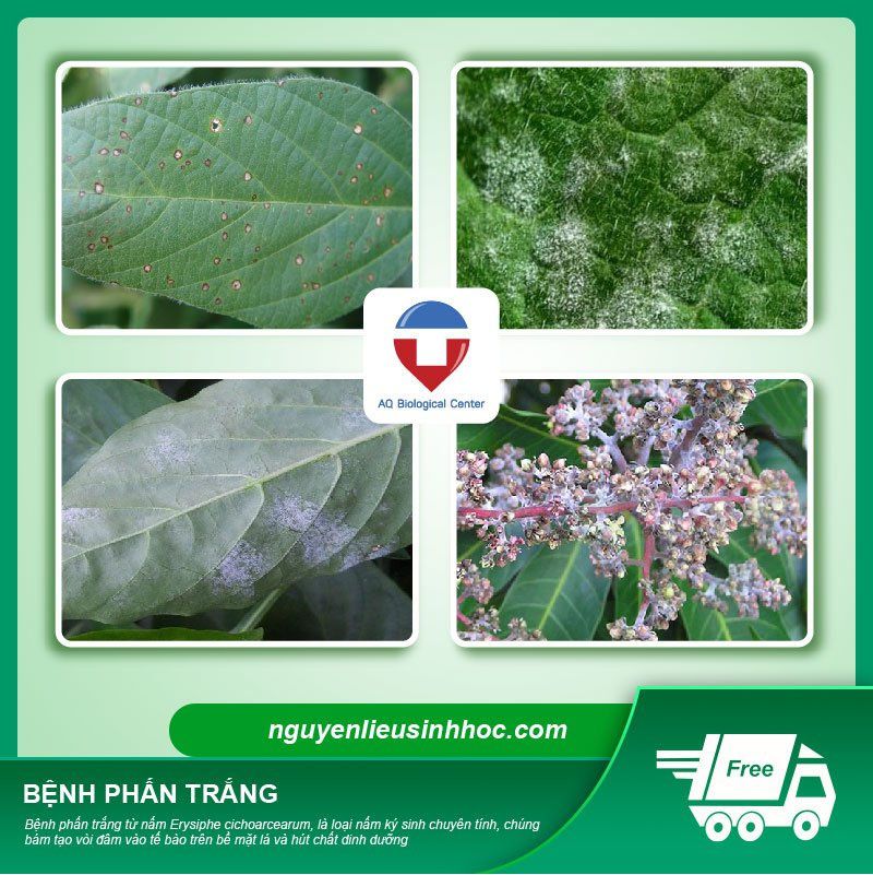 Thuốc đặc trị bệnh sương mai, đốm lá, héo xanh Antafungal