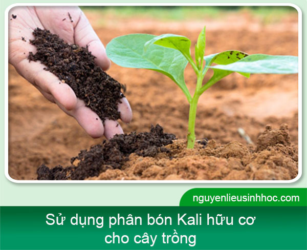 Kali hữu cơ AQ55 Mfruit siêu hấp thụ, lớn trái, trái bóng đẹp