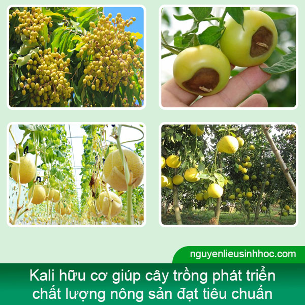 Kali hữu cơ AQ55 Mfruit siêu hấp thụ, lớn trái, trái bóng đẹp