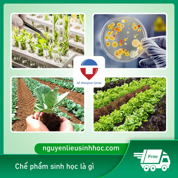Chế phẩm sinh học là gì? có vai trò, công dụng như thế nào?