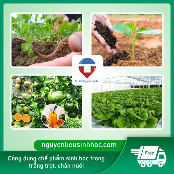 Chế phẩm sinh học là gì? có vai trò, công dụng như thế nào?
