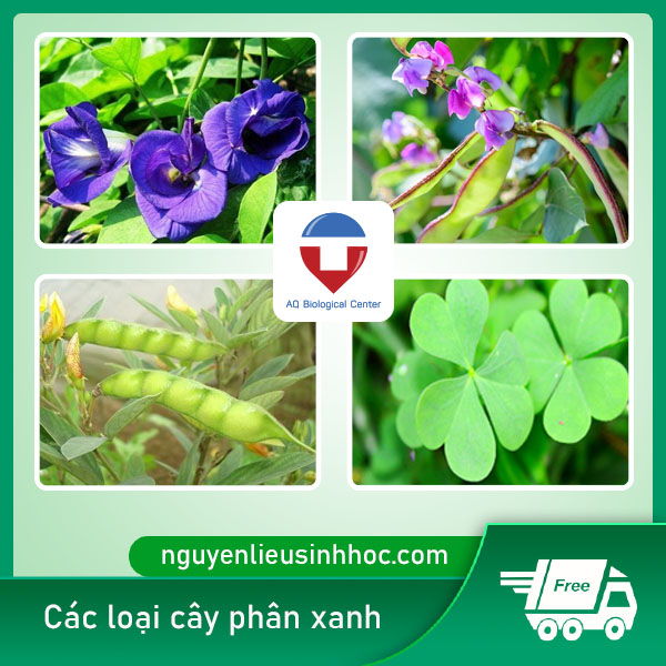 Cách ủ phân xanh bón cây tại nhà hiệu quả, dễ thực hiện