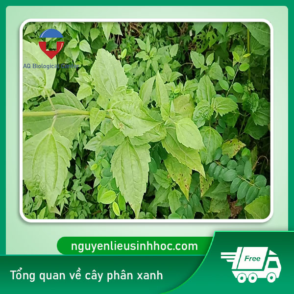 Cách ủ phân xanh bón cây tại nhà hiệu quả, dễ thực hiện