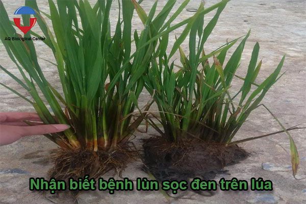Bệnh lùn sọc đen trên lúa cách nhận biết và phòng trừ