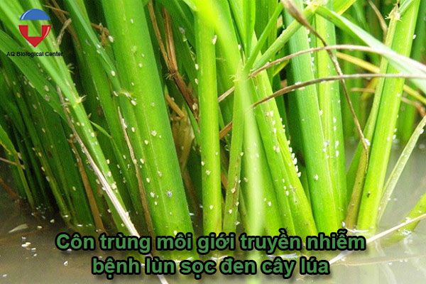 Bệnh lùn sọc đen trên lúa cách nhận biết và phòng trừ