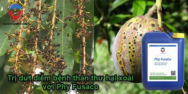 Bệnh thán thư hại xoài nguyên nhân và cách phòng trị
