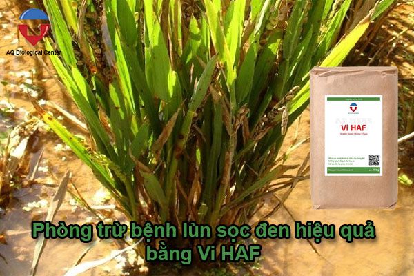Bệnh lùn sọc đen trên lúa cách nhận biết và phòng trừ