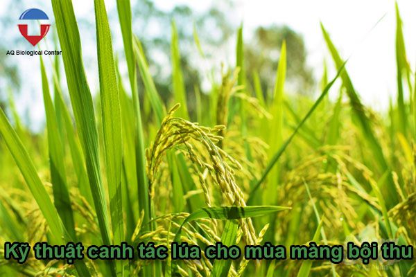 Bệnh vàng lá lúa nguyên nhân do đâu? cách phòng trị thế nào?