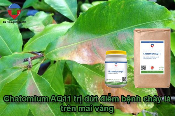 Trị bệnh mai vàng bị cháy lá dứt điểm & nguyên nhân do đâu