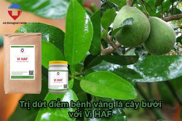 Bệnh vàng lá bưởi da xanh nguyên nhân và cách trị hiệu quả