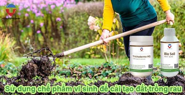 Hướng dẫn cải tạo đất trồng rau trước & sau thu hoạch