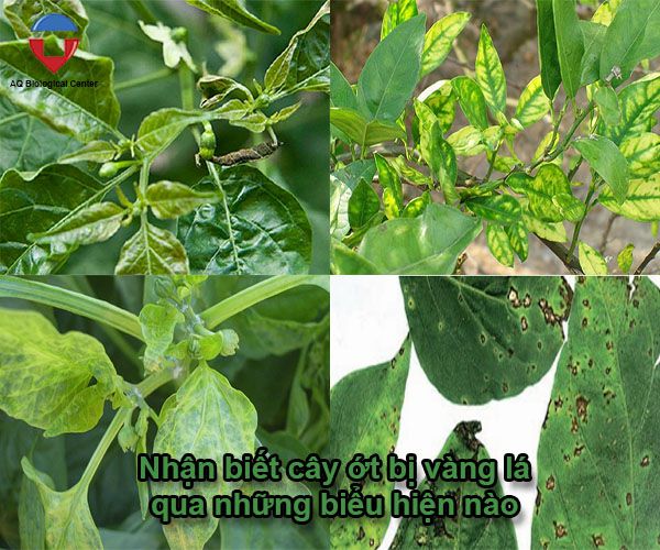 Bệnh vàng lá trên cây ớt nguyên nhân do đâu, điều trị thế nào?