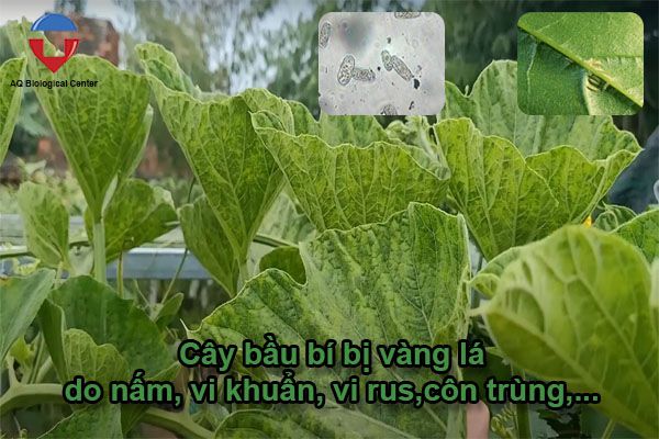 Bệnh vàng lá bầu bí nguyên nhân do đâu và cách khắc phục