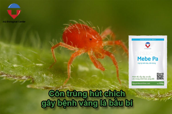 Bệnh vàng lá bầu bí nguyên nhân do đâu và cách khắc phục