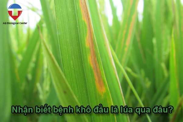 Bệnh khô đầu lá lúa là gì? nhận biết và khắc phục thế nào?