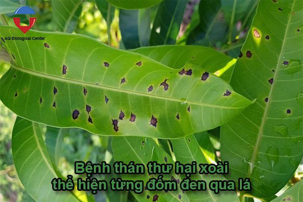 Bệnh thán thư hại xoài nguyên nhân và cách phòng trị