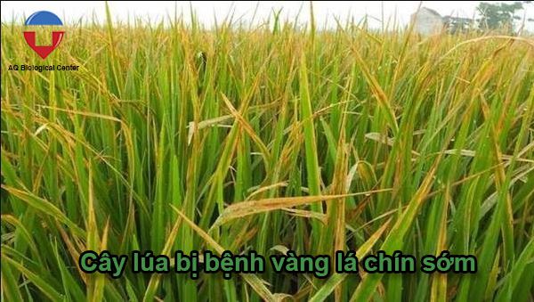 Bệnh vàng lá chín sớm cây lúa là gì? nguyên nhân & cách trị