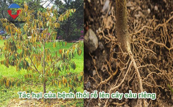 Bệnh thối rễ sầu riêng nguyên nhân và cách phòng trị