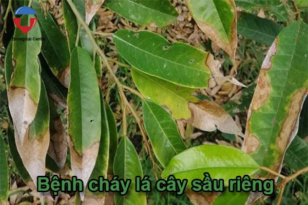 Các bệnh thường gặp ở cây sầu riêng và cách phòng trừ
