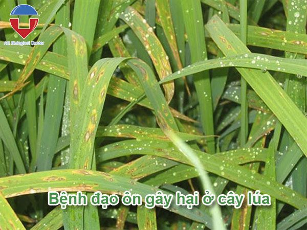 Bệnh đạo ôn hại lúa: nguyên nhân - dấu hiệu - cách phòng trị