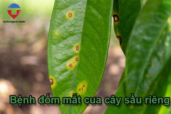 Các bệnh thường gặp ở cây sầu riêng và cách phòng trừ