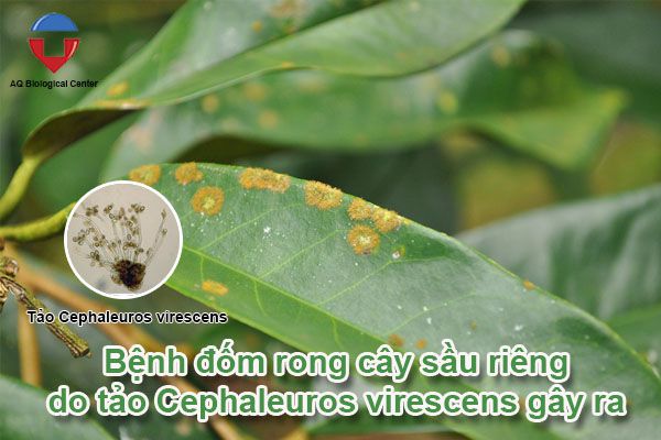 Bệnh đốm rong cây sầu riêng nguyên nhân và cách phòng trừ