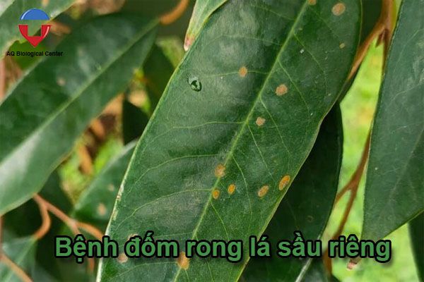 Các bệnh thường gặp ở cây sầu riêng và cách phòng trừ