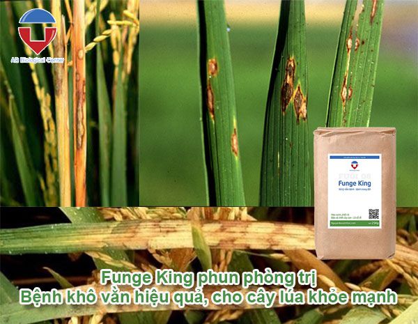 Bệnh khô vằn hại lúa - Nguyên nhân và cách phòng trừ hiệu quả