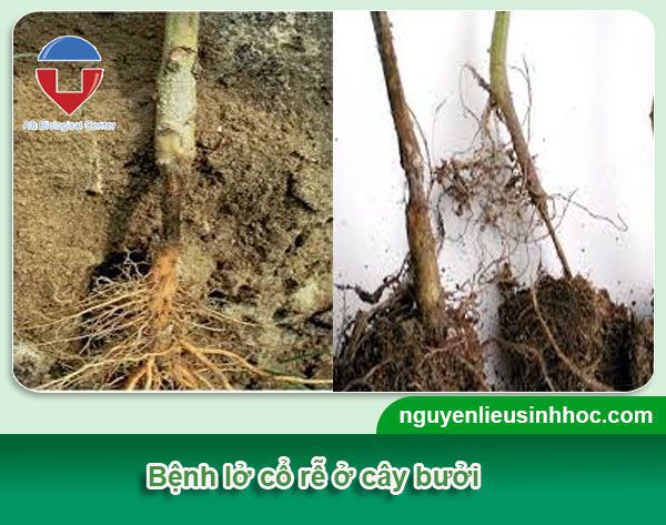 Cách phòng trừ sâu bệnh trên cây bưởi hiệu quả, tiết kiệm