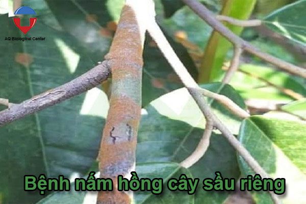 Các bệnh thường gặp ở cây sầu riêng và cách phòng trừ