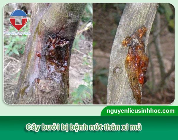 Cách phòng trừ sâu bệnh trên cây bưởi hiệu quả, tiết kiệm