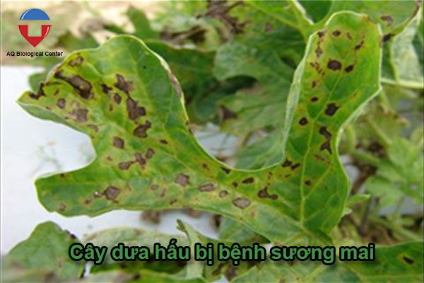 Bệnh sương mai trên cây trồng, cách nhận biết và phòng trừ