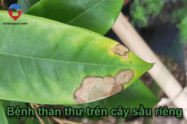 Các bệnh thường gặp ở cây sầu riêng và cách phòng trừ