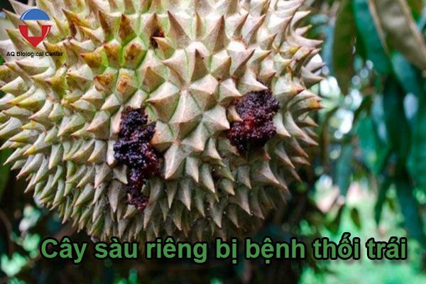 Các bệnh thường gặp ở cây sầu riêng và cách phòng trừ
