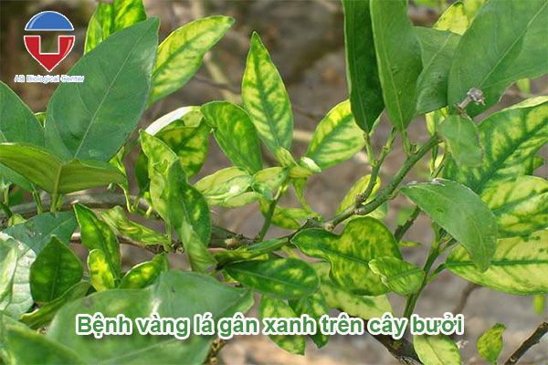 Bệnh vàng lá gân xanh trên cây bưởi cách nhân biết và phòng trừ