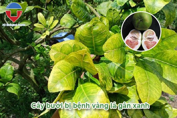 Bệnh vàng lá gân xanh trên cây có múi và cách phòng trị