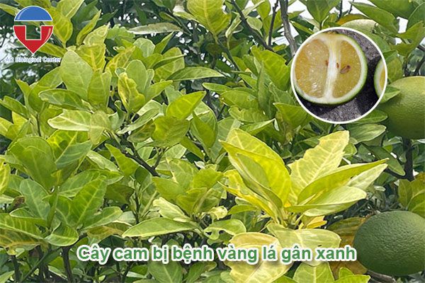 Bệnh vàng lá gân xanh trên cây có múi và cách phòng trị