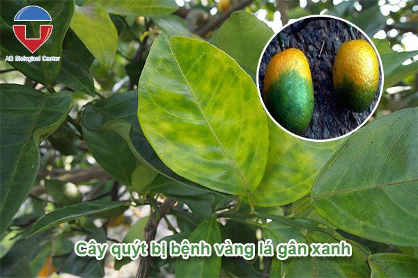 Bệnh vàng lá gân xanh trên cây có múi và cách phòng trị