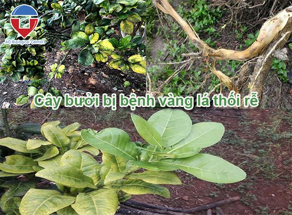 Cây bưởi bị thối rễ nguyên nhân do đâu và cách khắc phục