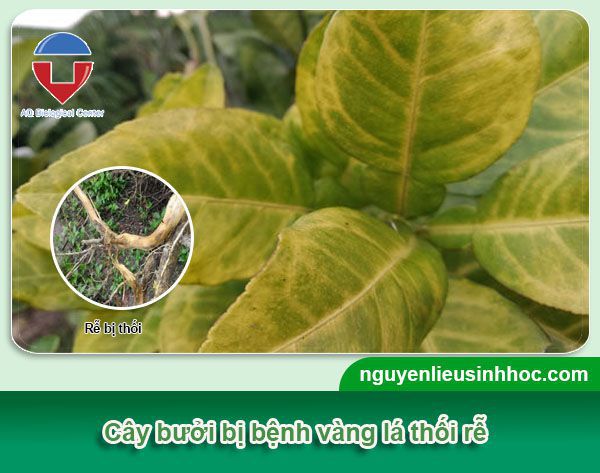 Cách phòng trừ sâu bệnh trên cây bưởi hiệu quả, tiết kiệm