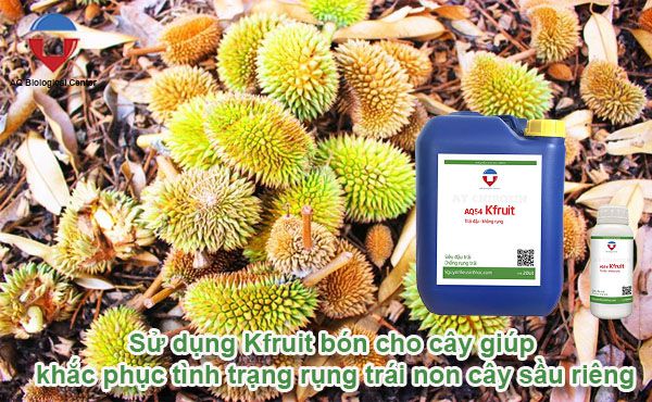 Sầu riêng rụng trái nguyên nhân do đâu và cách khắc phục