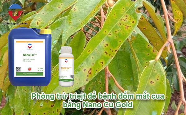 Bệnh đốm mắt cua trên cây sầu riêng phòng trị hiệu quả